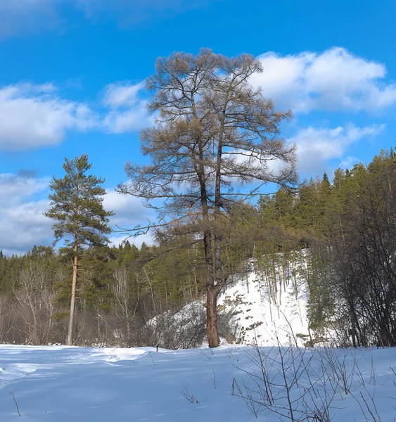 Φύση πάρκο ελαφιών ρέματα. Ρωσία, Ural — Φωτογραφία Αρχείου