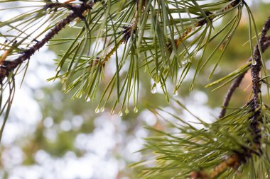 çam iğneleri üstünde su damlaları