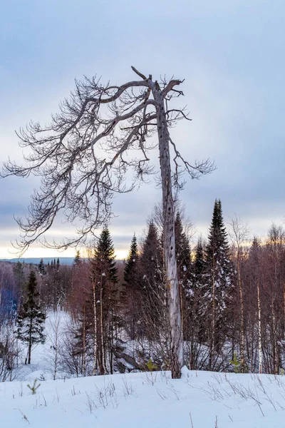 Árbol Pino Muerto Paisaje Montaña Fondo Cielo Nublado Ural Rusia — Foto de Stock