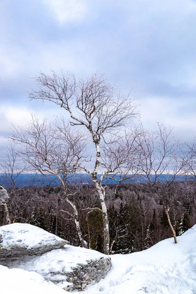 Invierno Abedul Encuentra Una Colina Alrededor Montañas Rocas Bosques — Foto de Stock