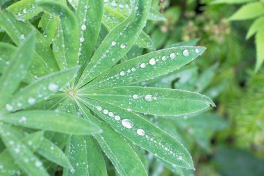Latince adı: Lupinus kurt