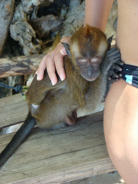 Sleeping monkey on his feet in the open air tourist — Stock Photo, Image