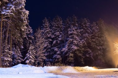 Gizemli bir ışık ile gece ormanda kar karlı bir forestpine ağaçları bırakarak gece yolda geçen ışıklar kaplı