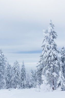 Ağaçların altında kalın bir kar tabakası