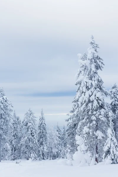 Ağaçların altında kalın bir kar tabakası