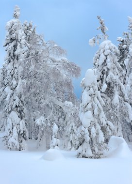 Ağaçların altında kalın bir kar tabakası