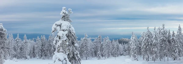 Panorama del versante orientale della cima del monte Kachkanar — Foto Stock