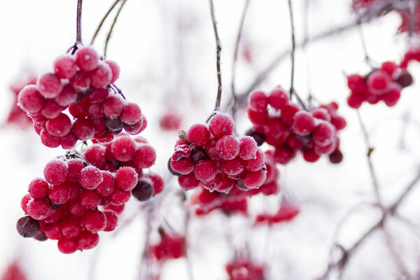 rowan berries on a branch in frost and ice crystals. Blurring background, focus on a single beam of fruit