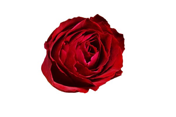 Nice red rose for decoration