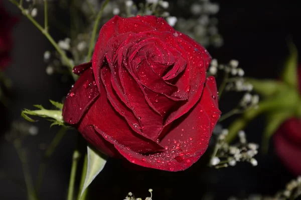 Red rose — Stock Photo, Image