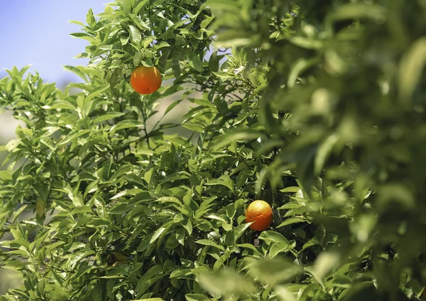 Mandarin on a branch — Stock Photo, Image