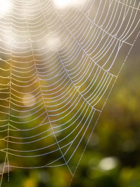Sabah çiy damlacıkları güneş ışığında örümcek ağında