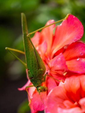 Kızıl bir çiçekten beslenen çekirgenin makro fotoğrafı.