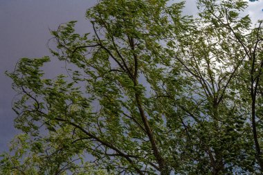 Akasya dalları fırtınalı bir gökyüzünün üzerindeki rüzgar yüzünden bükülüyor.