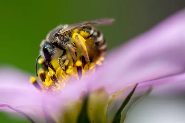 Pracovní Včela Sbírající Nektar Květiny — Stock fotografie