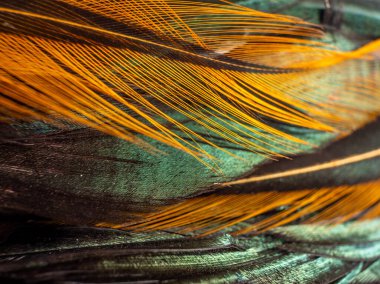 süper makro soyut tüy arkaplanı