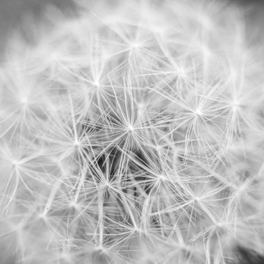 Karahindiba detaylarını siyah beyaz kapat