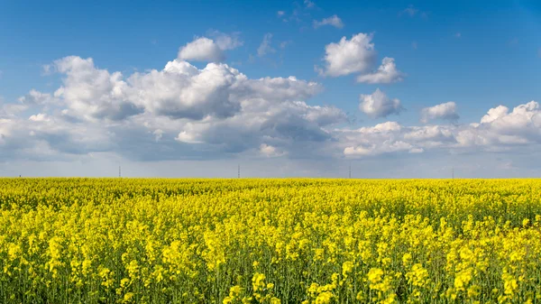 Blossom colza field and blue sky — Stock Photo, Image