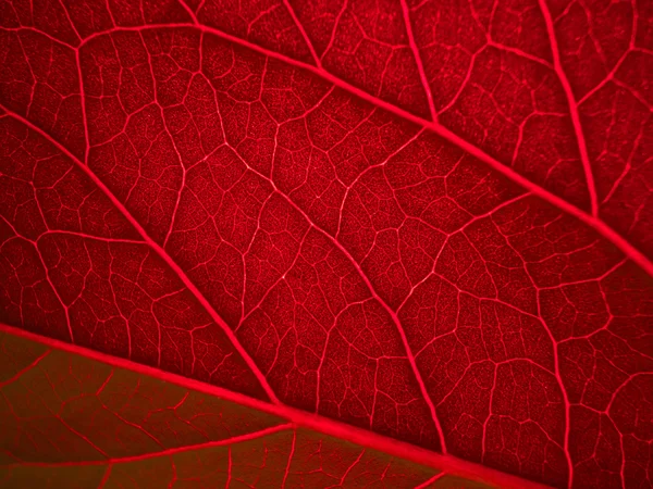 Côtes de feuilles rouges rétro-éclairées — Photo
