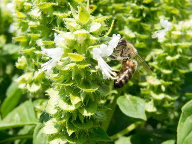 arı fesleğen çiçek