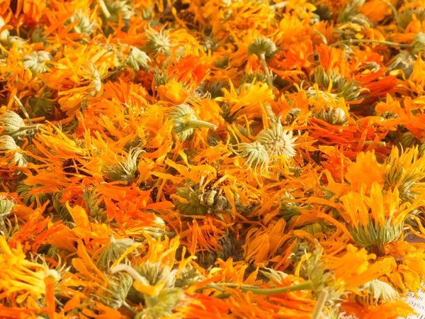 kadife çiçeği calendula officinalis kurutma