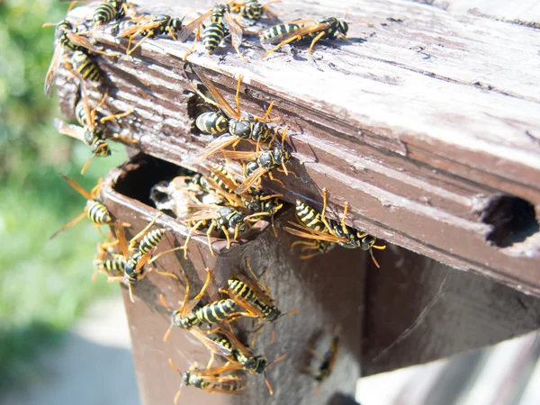 Hornet nest and hornets — Stock Photo, Image