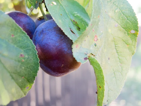 Bunch of plums on a twig — Stock Photo, Image