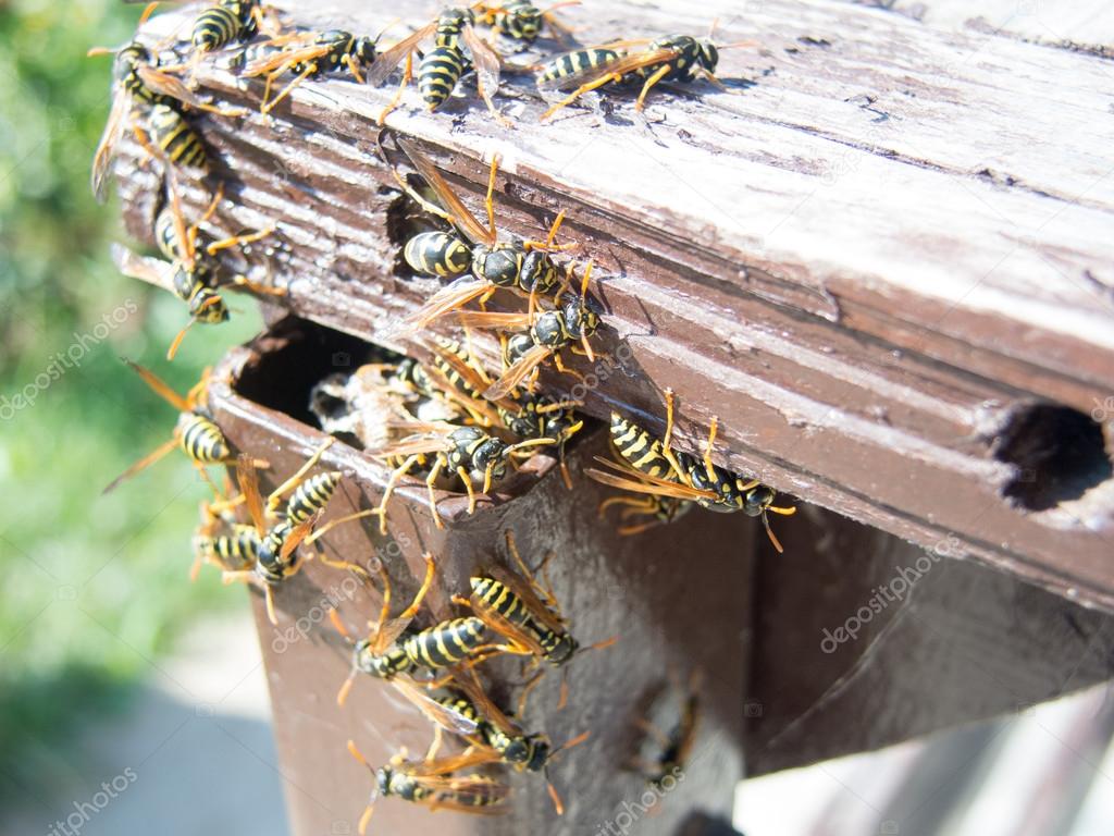 hornet nest and hornets