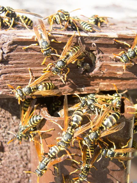 Hornet nest and fuzzy hornets — Stock Photo, Image