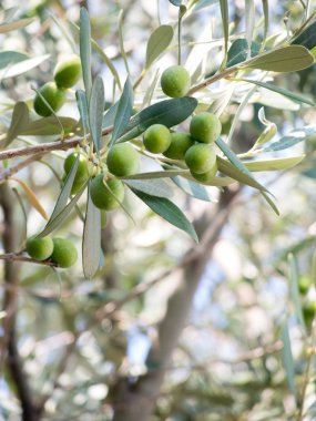 Zeytin dal üzerinde demet