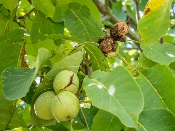 twigs with ripe walnuts ready to be harvested