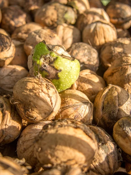 Autumn harvest of gathered walnuts — Stok fotoğraf
