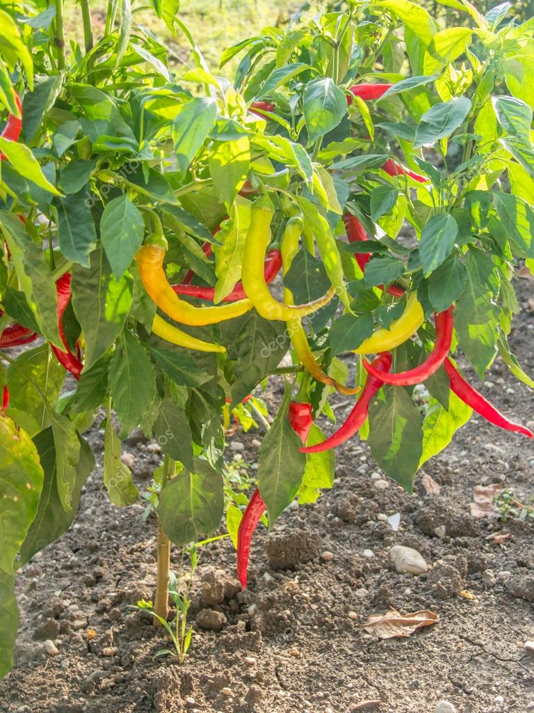 Frische Reife Farbige Paprika Im Garten Stockfoto C Pfongabe33