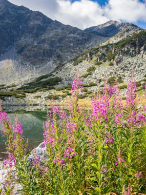 rila Milli Parkı Bulgaristan lake yakınındaki dağ papatya