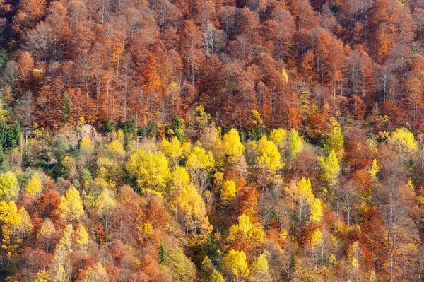 Ormanda sonbahar yaprakları