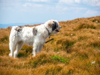 Çayırda iki çoban köpeği