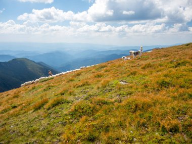 Çayırda iki çoban köpeği