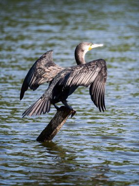 Suyun üzerindeki bir kütüğe tünemiş büyük karabatak tüylerini kurutmak için kanatlarını açar.