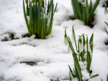 Narin bahar kardelen çiçekleri eriyen karların arasından çıkıyor.
