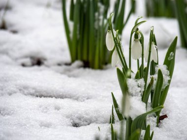 Narin bahar kardelen çiçekleri eriyen karların arasından çıkıyor.