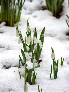 Narin bahar kardelen çiçekleri eriyen karların arasından çıkıyor.