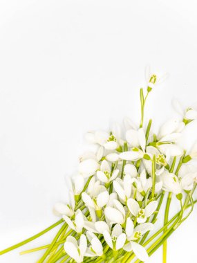 Beyaz arkaplanda beyaz kardelen çiçekleri ve yeşil yapraklar