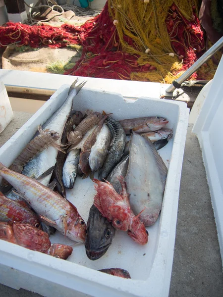 Peixe fresco acabado de ser capturado e rede de pesca no porto — Fotografia de Stock