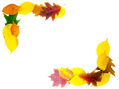 beyaz izole çerçevesinde düzenlenmiş yapraklar