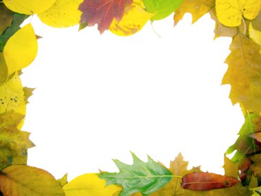 çerçeve üzerinde izole beyaz yapraklar