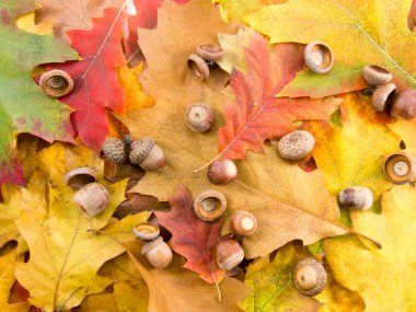 meşe palamutları meşe yaymak yaprakları halı