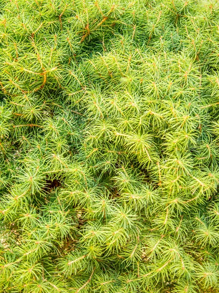 Ветви вечнозеленой мелкой хвойной листвы — стоковое фото