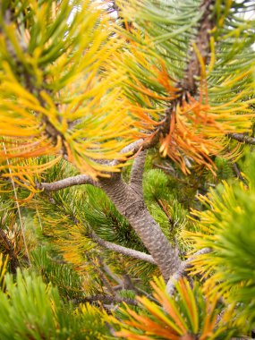 herdem yeşil ardıç ağacı dalı