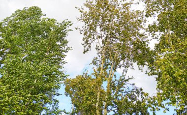 Sonbaharın başlarında bulutlu gri bir gökyüzünün arka planına karşı ağaçlar. Bulutlu bir sonbahar gününde bir park.
