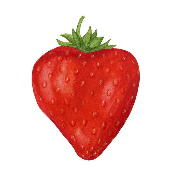 Clipart, fragole rosse e succose su fondo bianco. — Foto Stock